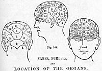 Phrenology - A pseudoscience. I've personally never seen a psyc professor's office without a phrenology sculpture and thought it fitting here.